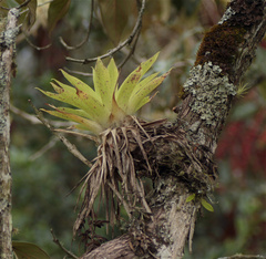 Tillandsia biflora