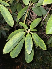 Rhododendron ponticum
