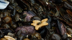 Anasterias antarctica
