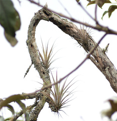 Tillandsia