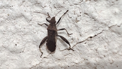 Heegeria tangirica