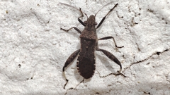 Heegeria tangirica