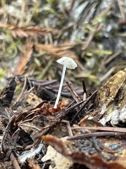 Hemimycena