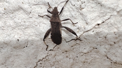 Heegeria tangirica