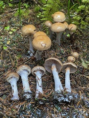 Thaxterogaster purpurascens