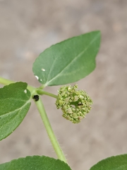 Euphorbia hirta