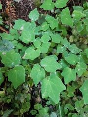 Vancouveria hexandra