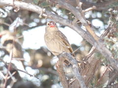 Quelea quelea lathamii