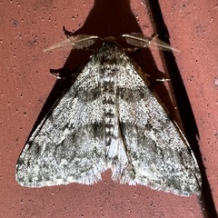 Phigalia strigataria