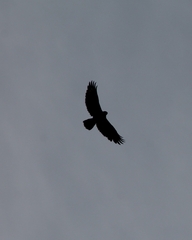 Buteo buteo buteo