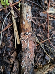 Peniophora albobadia