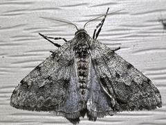 Phigalia strigataria