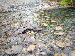 Channa argus