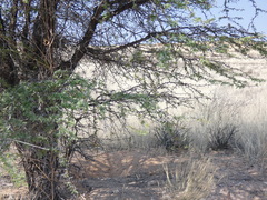 Vachellia erioloba