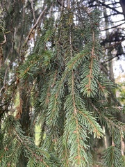 Picea