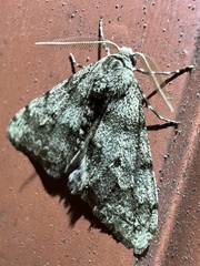 Phigalia strigataria