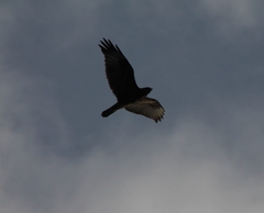 Buteo buteo buteo