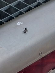 Musca domestica