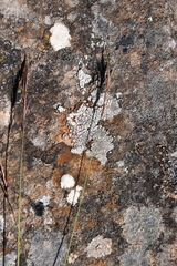 Festuca viviparoidea