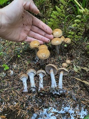 Thaxterogaster purpurascens