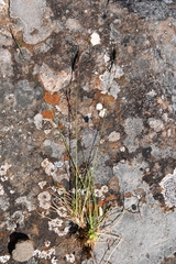 Festuca viviparoidea