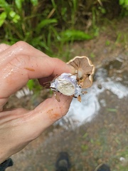 Thaxterogaster purpurascens