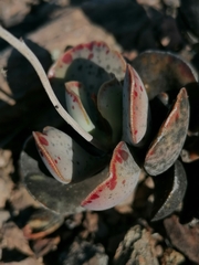 Adromischus triflorus
