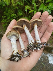 Thaxterogaster purpurascens