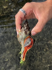 Triplofusus giganteus