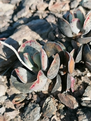 Adromischus triflorus