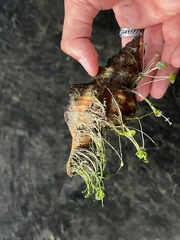 Triplofusus giganteus