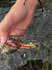 Triplofusus giganteus