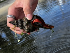 Triplofusus giganteus