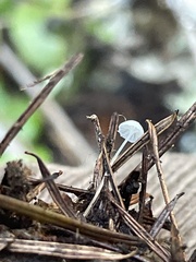 Hemimycena