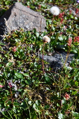 Endocellion sibiricum