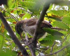 Thryophilus pleurostictus