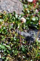 Endocellion sibiricum
