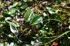 Endocellion sibiricum