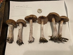 Thaxterogaster purpurascens