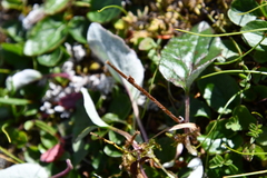 Endocellion sibiricum
