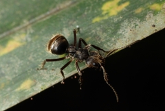 Dolichoderus bispinosus