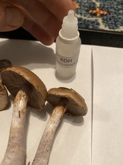 Thaxterogaster purpurascens