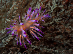 Coryphellina pseudolotos