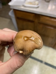 Thaxterogaster purpurascens