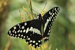 Papilio demodocus demodocus