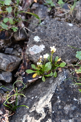 Cardamine bellidifolia