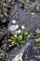 Cardamine bellidifolia