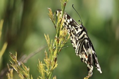 Papilio demodocus demodocus