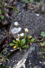Cardamine bellidifolia