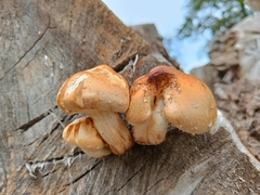 Hemipholiota populnea